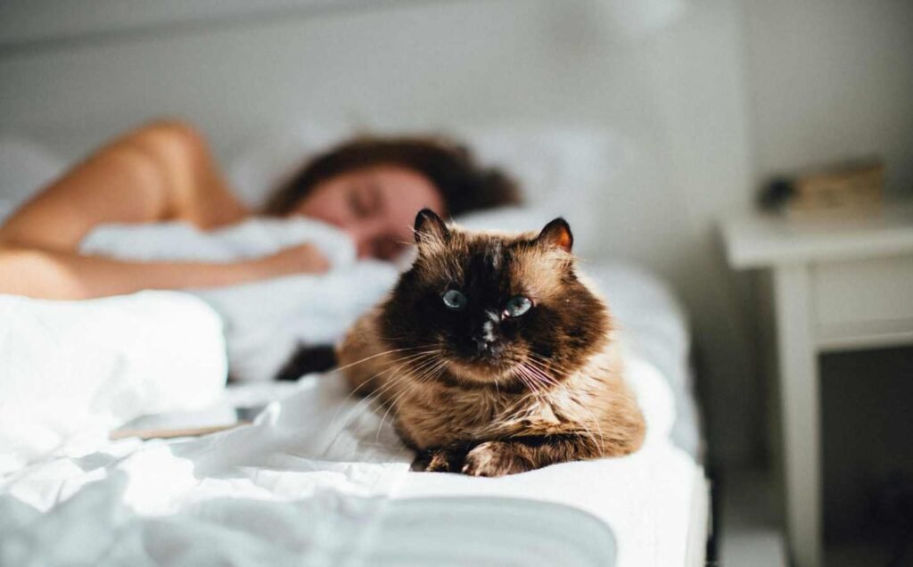 A cat lays at the end of a bed, while the female owner sleeps in the background.