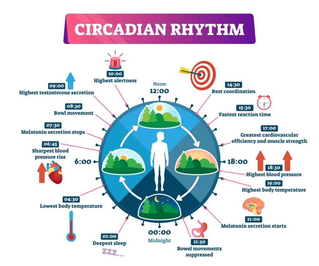 An info graphic depicting the circadian rhythm.