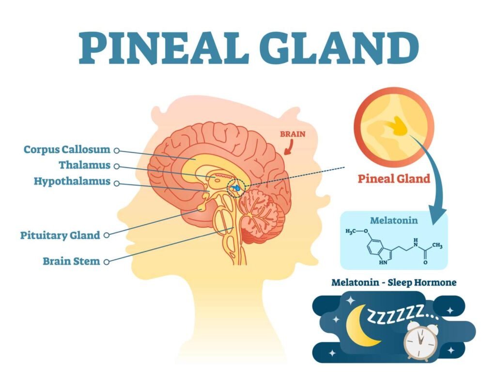 An info graphic showing Melatonin is a hormone that is naturally produced by the body's pineal gland.