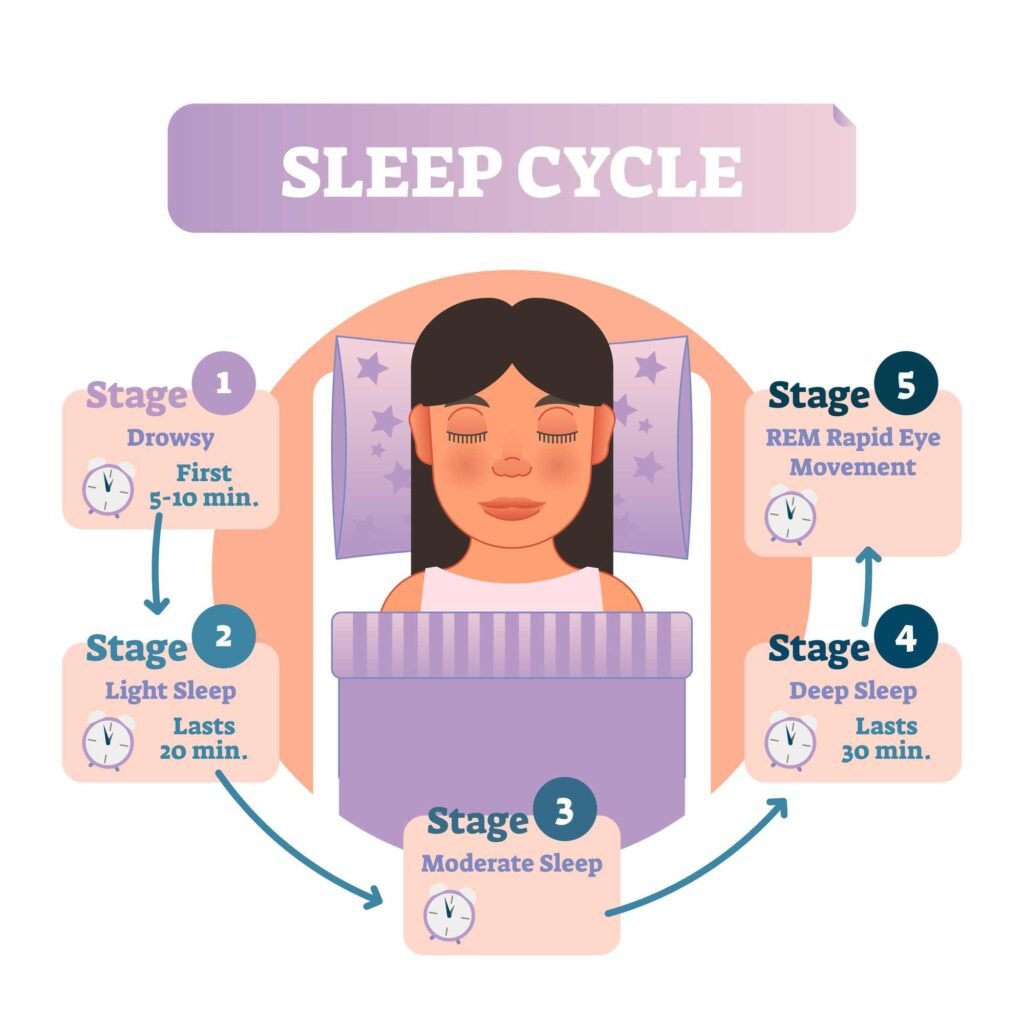 An infographic of the cycle of sleep. Sleep Spindles are typically observed during stage 2 Non-Rapid Eye Movement sleep.