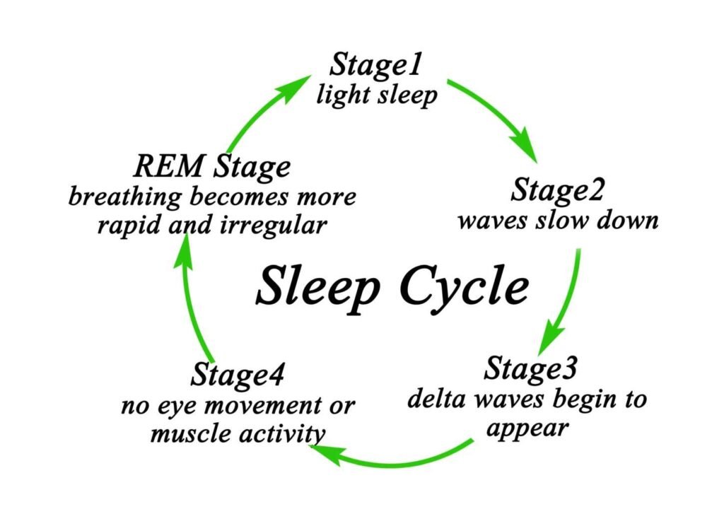 Stages of Sleep Cycle graphic.