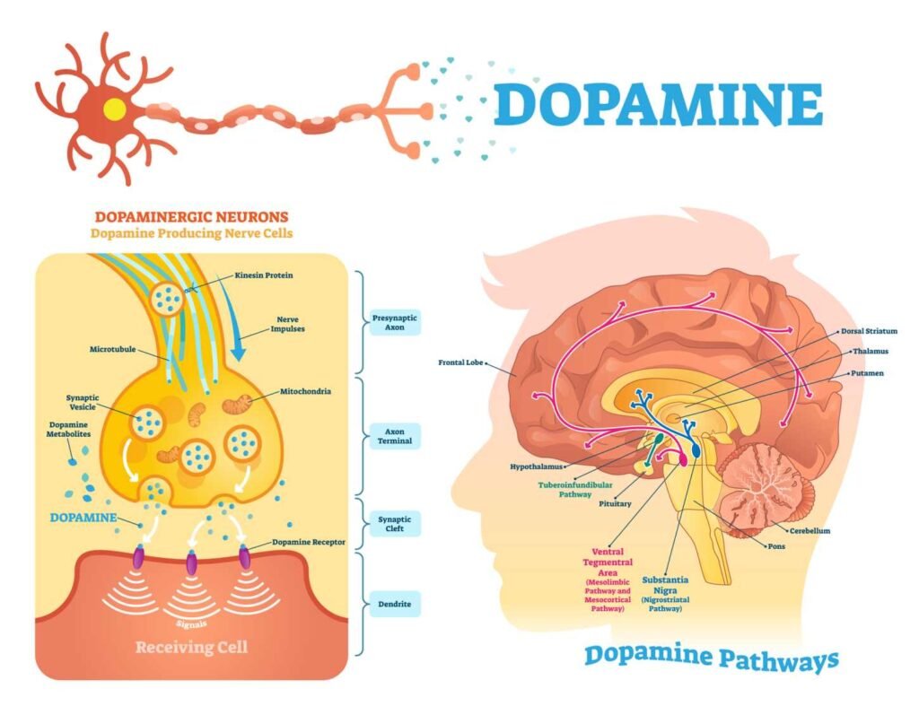 An info graphic explaining the role of dopamine in sleep regulation.