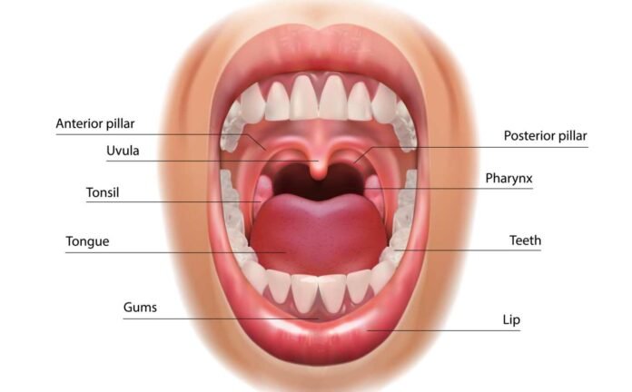 Vector image of Throat and tonsils. Oral cavity, including Uvula.